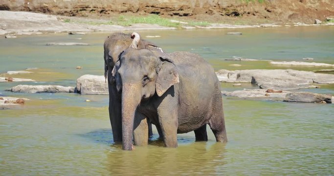 Mating couple of Asian elephants. Male displays love with trunk on females head