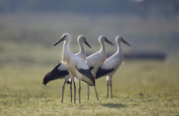 Obraz na płótnie Canvas White storks on grassland