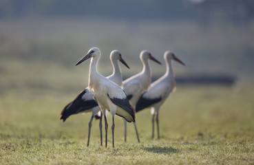 White storks on grassland