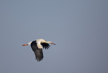 White stork flying