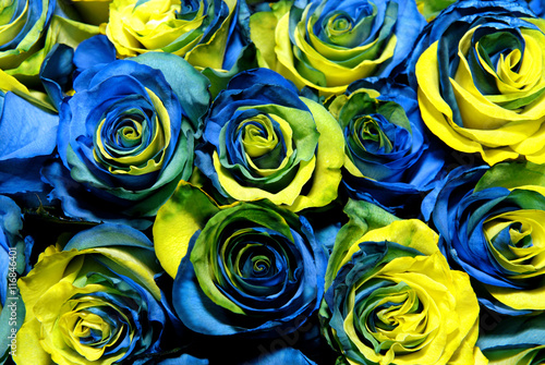 Yellow Blue Roses