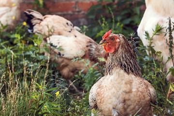 Brown chicken walking in the grass.