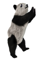 3D Rendering Panda Bear on White © photosvac