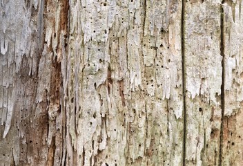 Obraz premium Morsches Holz Textur Hintergrund