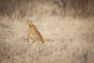 Cheetah