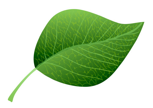 Vector illustration. Green leaf.