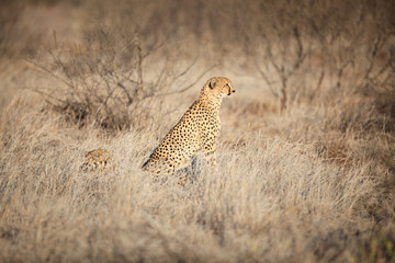 Fototapeta premium Cheetah