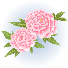 pink peony flower illustration vector