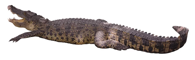 Photo sur Plexiglas Crocodile action de crocodile