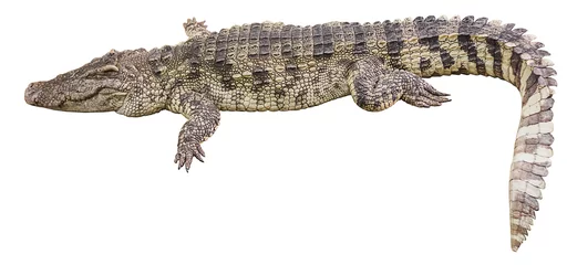 Deurstickers Krokodil krokodil groot