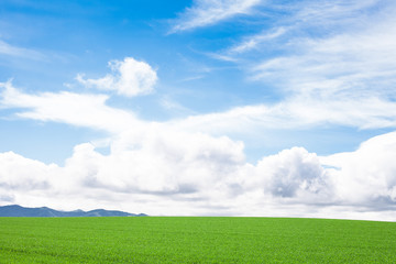 Fototapeta premium 草原