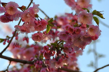 Japanese cherry, flowers