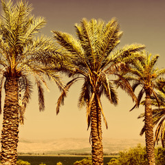 Date Palms