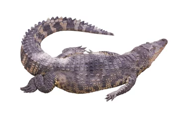 Printed kitchen splashbacks Crocodile crocodile big