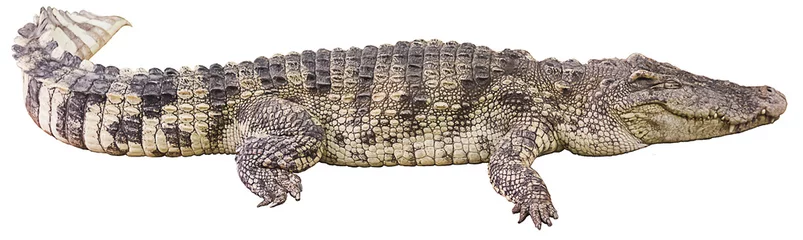 Selbstklebende Fototapete Krokodil Krokodil groß