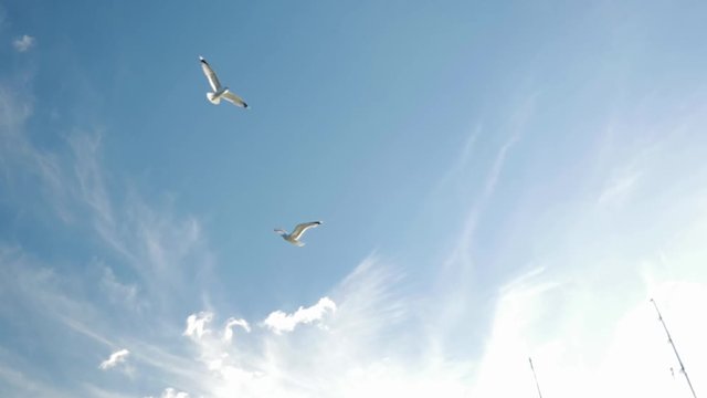 M&ouml;ven fliegen durch die Luft in Zeitlupe