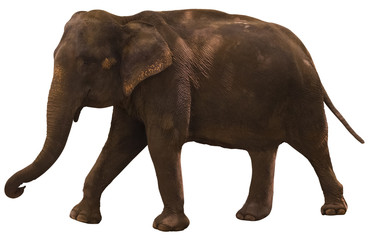 elephant calf action