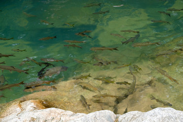  fishes swimming