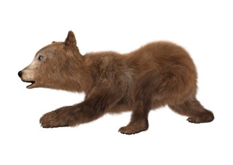 3D Rendering  Brown Bear Cub on White © photosvac