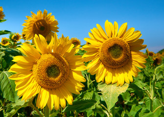 sunflower field beautiful summer landscape