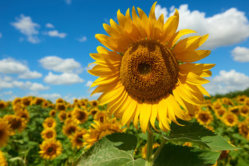 sunflower field closeup, beautiful summer landscape