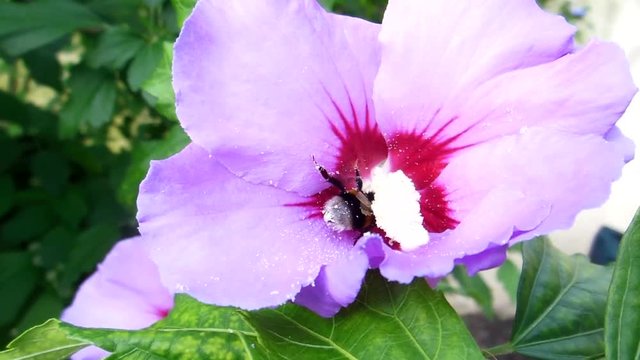 Hummel bei der Pollensuche auf einer Hibiskus Blume .
