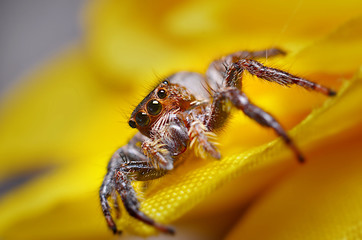 Spider eyes are the best among all spiders
