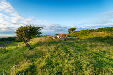 Castle An Dinas