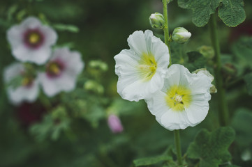 White hibiscus flower in the summer garden 6284.