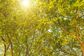Green leaves and tree branches illuminated by sunset light