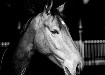 Horse portrait
