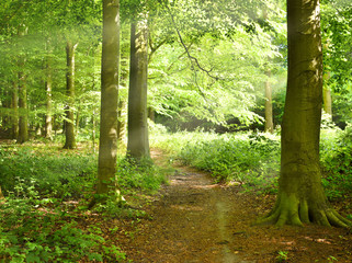 Footpath or road through a spring or summer forest. Idyllic forest scene.