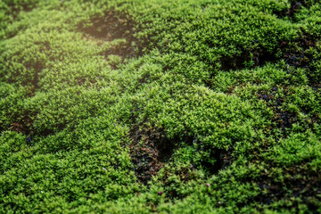 Close Up : Green moss on concrete floor background texture with selective focus, Image filter effect.