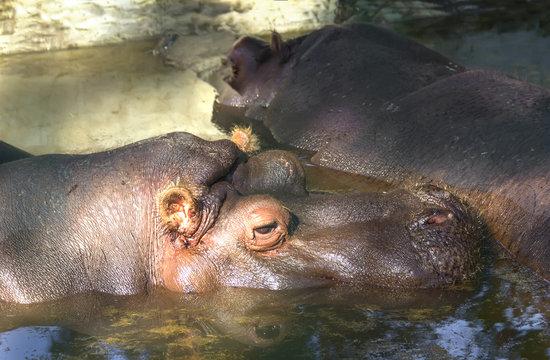 Dormant hippos.
