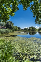 Degerndorfer Weiher mit Seerosen und Schilf dekoriert