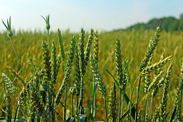 Green wheat field