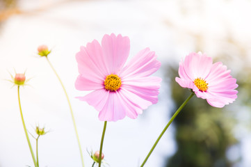 Beautiful  pink cosmos flowers (Cosmos Bipinnatus) in the garden for background