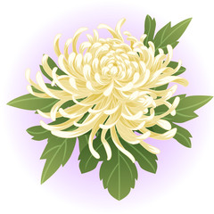 white chrysanthemum flower illustration vector