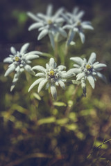 Bouquet of protected rare Edelweiss flowers (Leontopodium alpinum) during summer in Bucegi mountains, Romania. Shallow depth of field, selective focus.