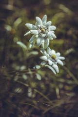 Closeup of two protected rare Edelweiss flowers (Leontopodium alpinum) during summer in Bucegi mountains, Romania. Shallow depth of field, selective focus.