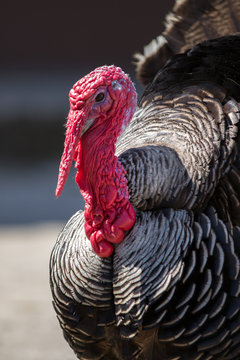 Turkey portrait
