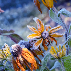 Blumen 685