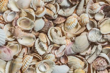 a lot of seashells on the beach