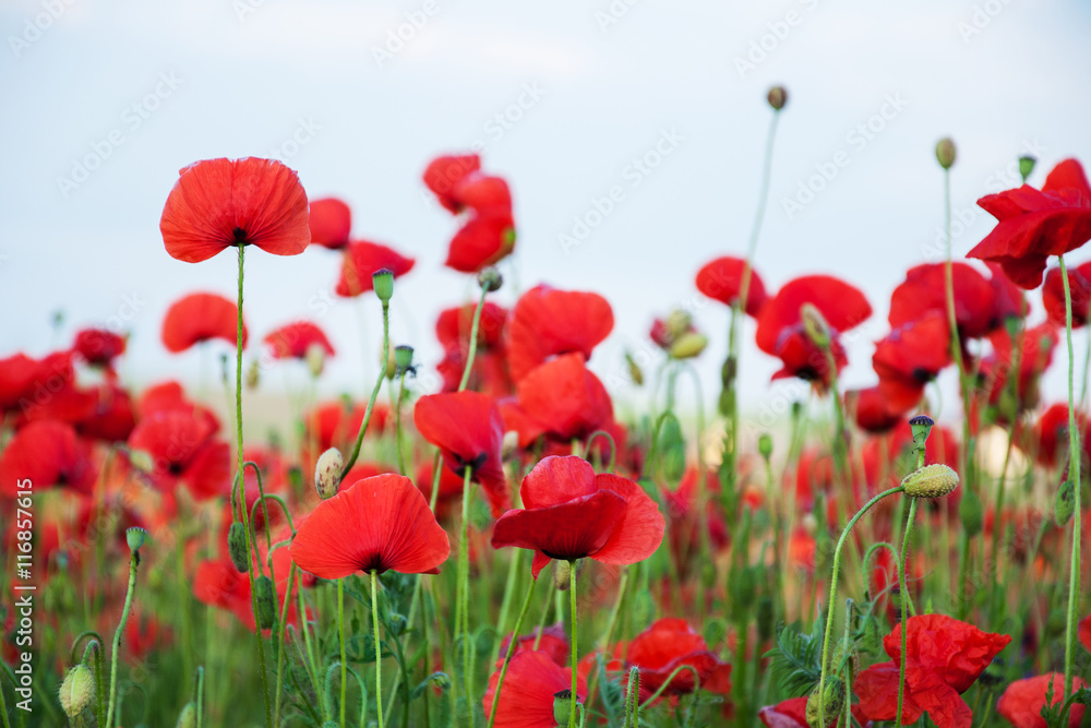 Wall mural meadow with beautiful red poppy flowers