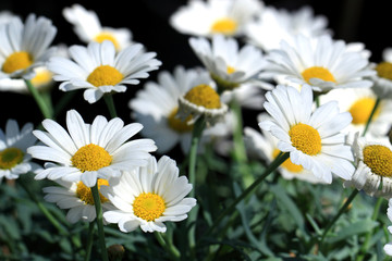White daisies flowers