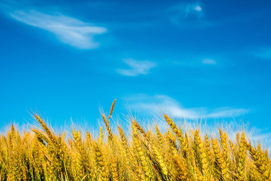 麦畑 Images Browse 10 081 Stock Photos Vectors And Video Adobe Stock
