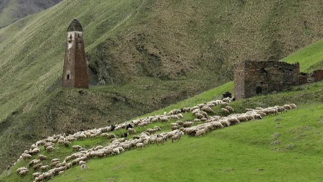 Herd of Sheeps and Goats in Mountains on Georgia, Caucasus.