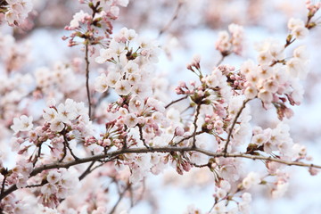 桜