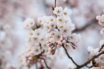 桜