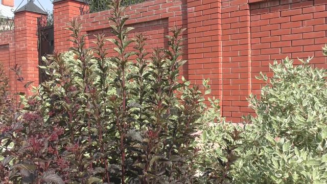 Cornus alba and the cornus sanguinea in landscape design